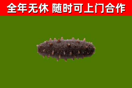 友好回收海参干